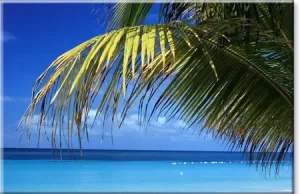 trópusi táj vászonkép pálmafával