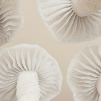 WEBRE-Fehér gombák az asztalon