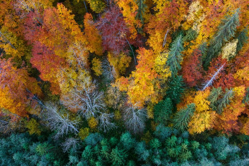 WEBRE-Őszi-erdő Vászonkép tájkép